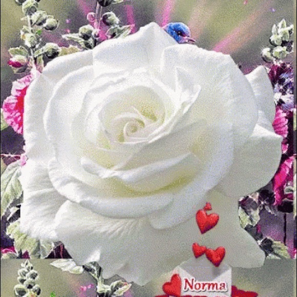 Meet your Posher, Toni - Picture 1 of 1